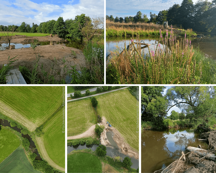 Die Collage zeigt fünf Bilder eines renaturierten Gewässerbereichs in einer grünen Landschaft.Oben links: Ein flaches Gewässer liegt zwischen sandigen Uferflächen. Am Ufer stehen abgesägte Baumstämme und junge Pflanzen. Dahinter befinden sich Wiesen und dicht bewachsene Bäume.Oben rechts: Ein Teich mit ruhiger Wasseroberfläche. Im Vordergrund wachsen zahlreiche hohe Gräser und rosa blühende Pflanzen. Ein umgestürzter Baum liegt teilweise im Wasser.Unten links: Eine Luftaufnahme zeigt einen schmalen, geschwungenen Bach, der durch große grüne Wiesen fließt. Das Gewässer ist von Bäumen und Sträuchern gesäumt.Unten Mitte: Eine weitere Luftaufnahme zeigt die Arbeiten an einem Gewässer. Ein Bagger steht an einer neu angelegten oder erweiterten Wasserfläche. Der Bach verläuft direkt daneben durch die Wiesen.Unten rechts: Ein naturnaher Bachabschnitt mit dichtem Uferbewuchs. Äste und ein umgestürzter Baum liegen am Ufer und teilweise im Wasser. Die Wasseroberfläche spiegelt die umliegenden Bäume. Gesamteindruck: Die Bilder dokumentieren die Renaturierung eines Baches und seiner Uferbereiche. Durch neue Wasserflächen, natürliche Uferstrukturen, Pflanzen und Totholz entsteht ein abwechslungsreicher Lebensraum für Tiere und Pflanzen.