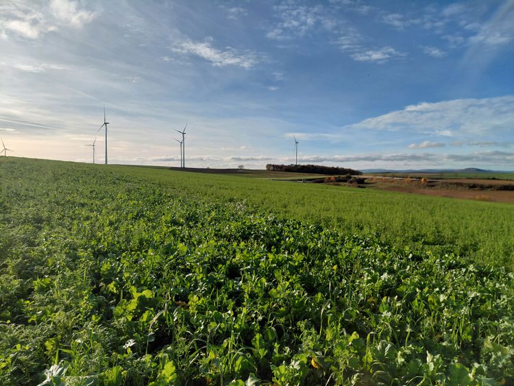 Weitläufiges Feld mit Zwischenfruchtanbau unter blauem Himmel und Windrädern am Horizont