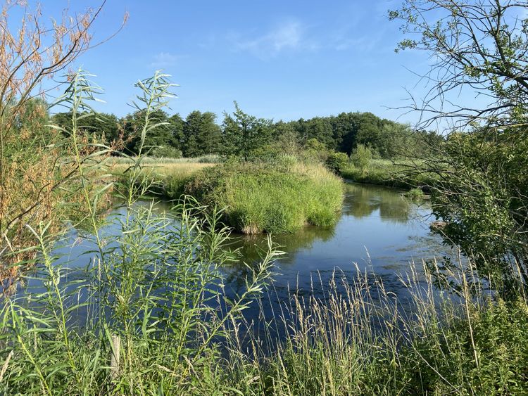 Fluss mit grünen Uferpflanzen und Bäumen unter blauem Himmel