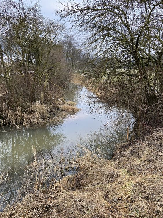 Bachlauf im Winter mit kahlen Bäumen und vertrocknetem Gras an den Ufern