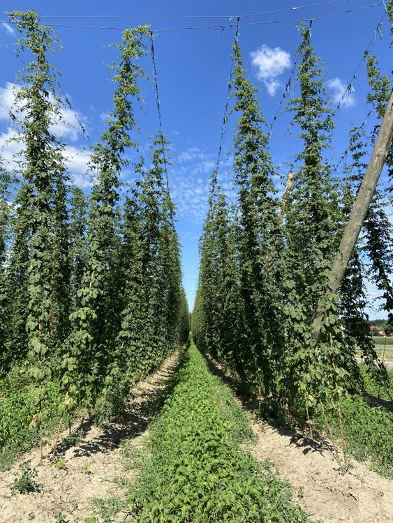 Reihen hoher Hopfenpflanzen an Stangen mit blauem Himmel im Hintergrund