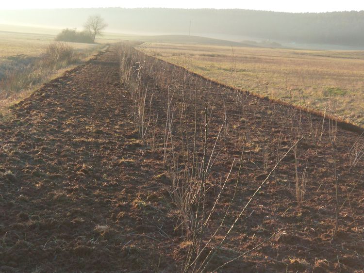 Frisch gepflanzte, junge Hecken in einer langen, geraden Reihe auf einem gepflügten Feld mit weiter Landschaft im Hintergrund.