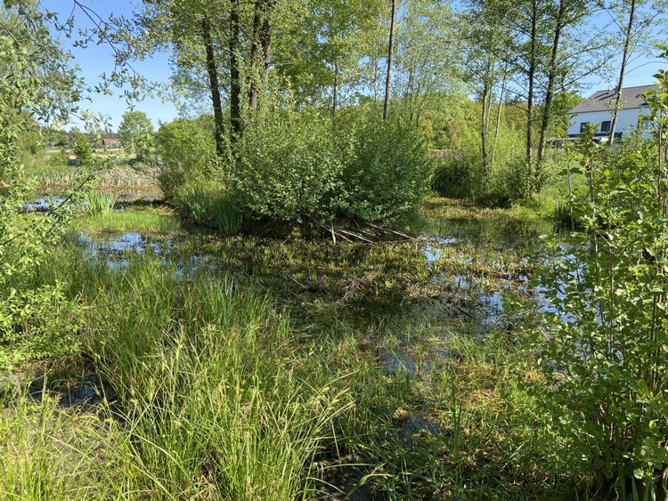 Zugewachsener Tümpel mit Büschen und Bäumen unter blauem Himmel, im Hintergrund ein weißes Haus