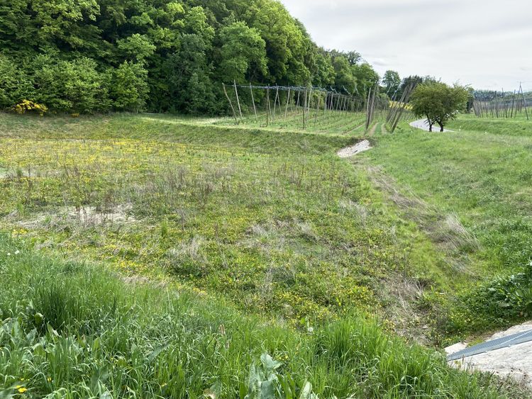 Grasbewachsenes Rückhaltebecken mit leichtem Gefälle, umgeben von Bäumen und einer Hopfenanlage im Hintergrund
